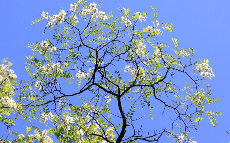 Robinia pseudoacacia